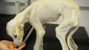 Jak ukončit psa po vyčerpání